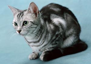 シロアリ駆除ならアサンテ|土日祝も対応、即日施工可能な安心のサービス